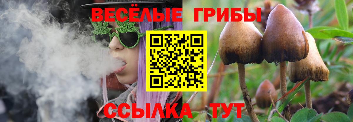Галлюциногенные грибы Psilocybine cubensis  Галлюциногенные грибы Psilocybine cubensis  Новокубанск  Вход с VPN 